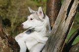 SIBERIAN HUSKY 851